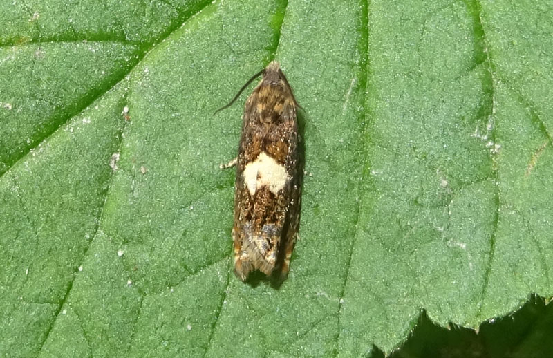 Epiblema sticticana - Tortricidae